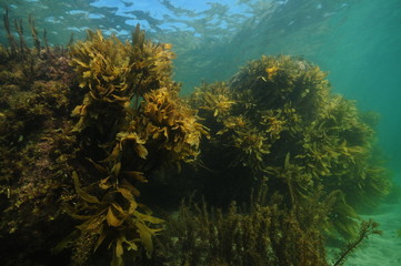 Fototapeta na wymiar Large rocks on flat sandy bottom in shallow water. Their walls are covered with dense growth of seaweeds and brown kelp.
