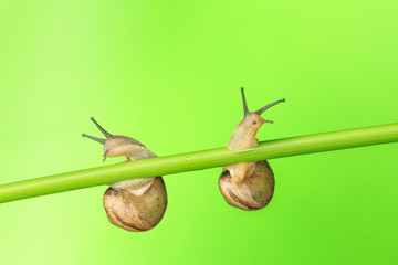 Take a close-up shot of the snail