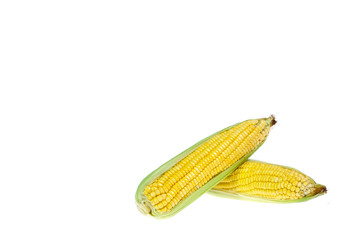 copy space corn isolated on a white background