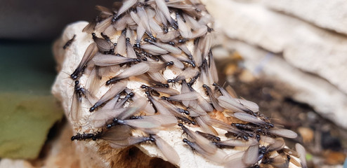 Winged ants on the ground outside the anthill ready to fly and reproduce.