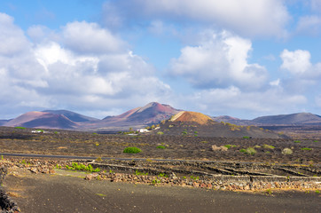 Obraz premium Vineyards with lava fields and volcanoes in background in La Geria