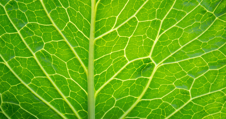 green texture of leaf vein with light from back for agricultural background