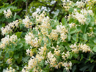 Chèvrefeuille d'Etrurie (Lonicera etrusca) ou chèvrefeuille de Toscane aux fleurs blanc jaunâtre et rose pourpre odorantes