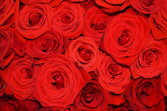 Natural background of red roses.