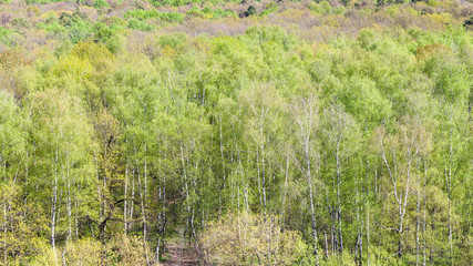 panoramic view of green trees in forest in spring