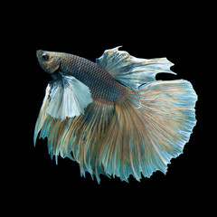 Betta Siamese Fighting Fish