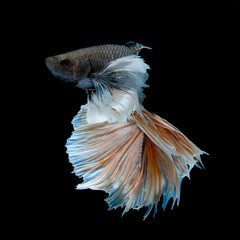 Betta Siamese Fighting Fish