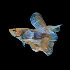 Betta Siamese Fighting Fish