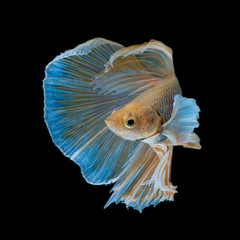 Betta Siamese Fighting Fish