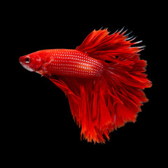 Betta Siamese Fighting Fish