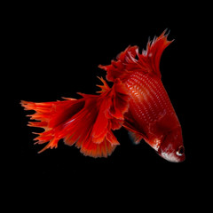 Betta Siamese Fighting Fish