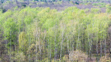 panoramic view of forest with first green foliage