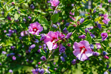 Shrub of Hibiscus with violet flowers on green foliage