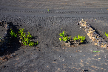 Vineyards with lava fields and volcanoes in background in La Geria