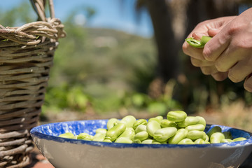 Female hands opening pods of fresh broad beans. Broad beans freshly harvested. Healthy eating, agriculture