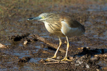 Crabier chevelu, Héron crabier, Ardeola ralloides, Squacco Heron