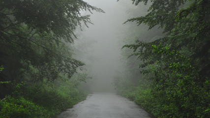 Fototapeta na wymiar Summer forest road covered by fog