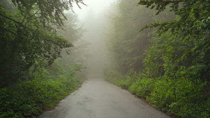 Summer forest road covered by fog