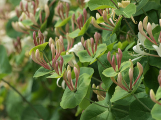 Etruscan honeysuckle (Lonicera etrusca)