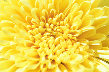 Shoot chrysanthemums up close