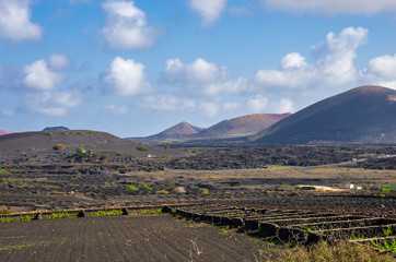 Fototapeta premium Vineyards with lava fields and volcanoes in background in La Geria