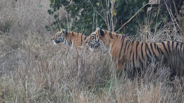 two tiger cubs stalking a herd of gaur at tadoba andhari tiger reserve in india- 4K 60p