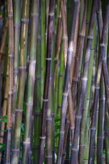 Multicoloured bamboo stalks