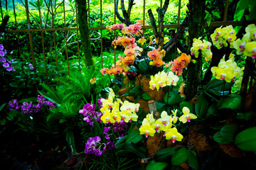 National Orchid Garden - Singapore