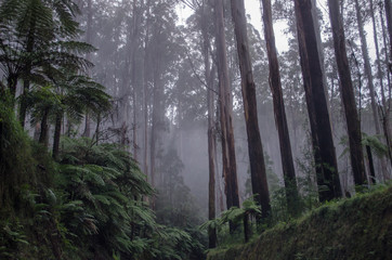 Driving through misty forrest with tall trees