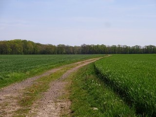 Dirt road between two fields in May