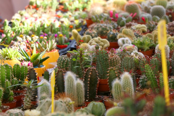 Various cacti and succulents on display for sale. Selective focus.