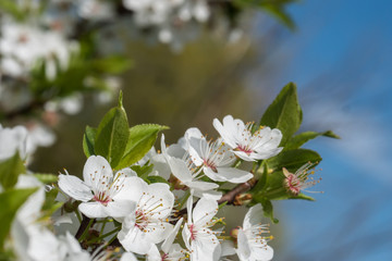White cherry flowers spring bloom with blue sky on background. Close up artistic shot