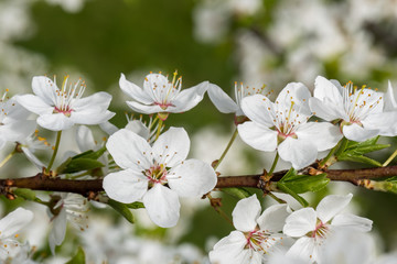 White cherry flowers spring bloom. Close up artistic shot