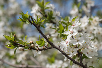 Cherry branch in a beautiful white blooming.