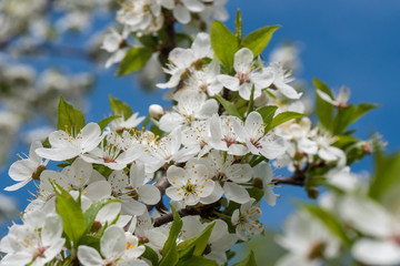 White cherry flowers spring bloom with blue sky on background. Close up artistic shot