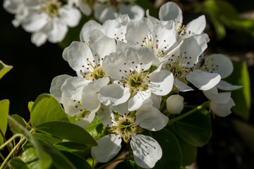 Pear branch in a beautiful white blooming.