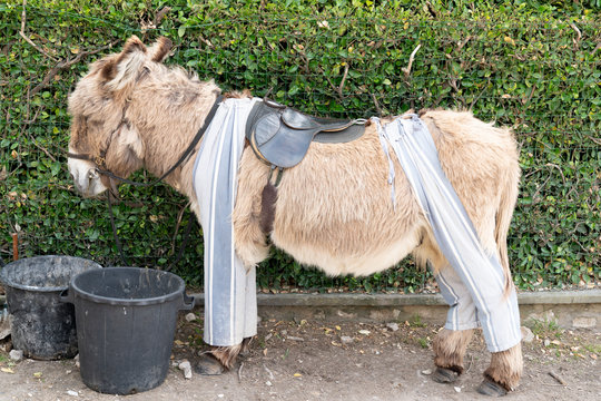 brown Poitou donkey in typical pant in Saint Martin de Re, France