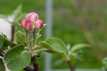 Apple branch in a beautiful pre blooming.