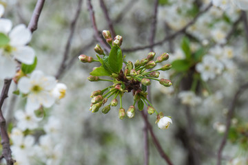 Cherry branch in a beautiful white blooming.