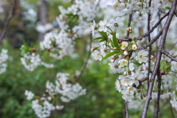Cherry branch in a beautiful white blooming.