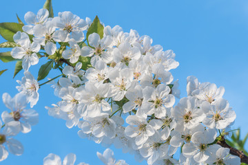 White cherry flowers spring bloom with blue sky on background. Close up artistic shot
