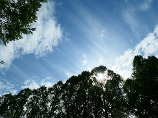 空と太陽と木