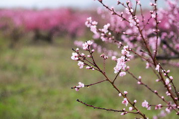 Pink peach flowers begin blooming in the garden. Beautiful flowering branch of peach on blurred garden background. Close-up, spring theme of nature. Selective focus