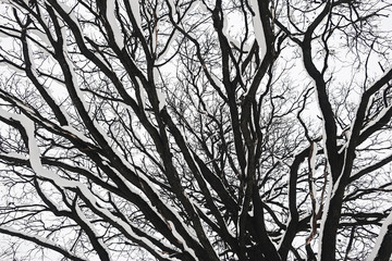 dark oak branches covered with snow, tree silhouette