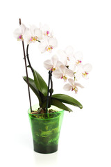 Fototapeta na wymiar orchid in a pot isolated on white background