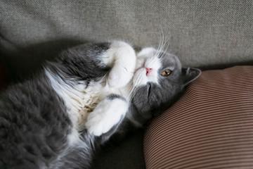 Cute british shorthair cat lying on the couch