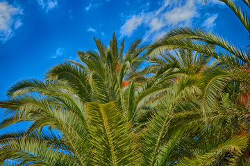 Beautiful tropical palm trees against the blue sky.