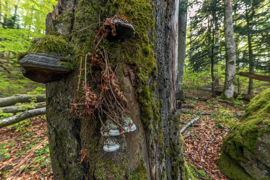 Champignon Polypore Dans La Forêt