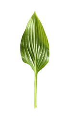 Fresh tropical leaf isolated on white background. Leaf Hosts for design.