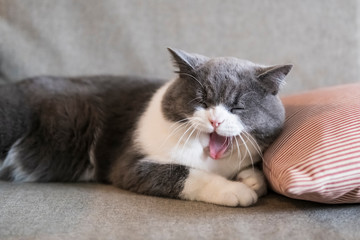 Cute british shorthair yawning